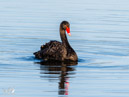 Black Swan - Łabędź Czarny